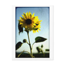 sunflower postcard