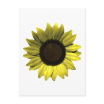 Sunflower Postcard