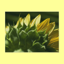 Sunflower Postcard