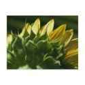 Sunflower Postcard by WanderLinArts Sunflower Postcard
