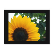 Sunflower postcards