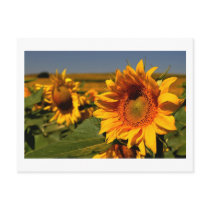 sunflower postcard