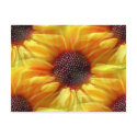 Sunflower,Postcard by KLaima Sunflower,Postcard