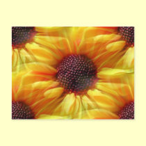 Sunflower,Postcard