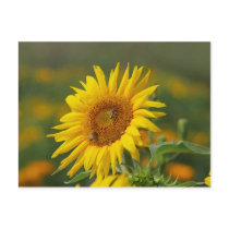 Sunflower Postcard