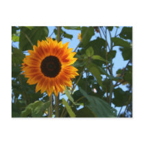Sunflower Postcard