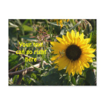 Sunflower Postcard