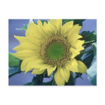 Sunflower Postcard