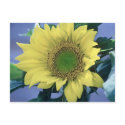 Sunflower postcards