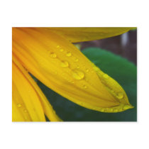 Sunflower postcards by rustysven Sunflower postcards