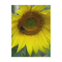 sunflower postcards by PhotoLisa sunflower postcards