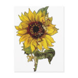 Sunflower postcards