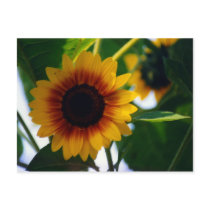 Sunflower Postcard