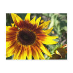 Sunflower Postcard