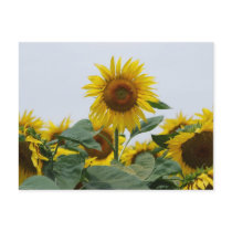 Sunflower Postcard