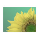 Sunflower postcards by roimim Sunflower postcards