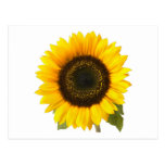 Sunflower Postcards