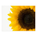 sunflower postcards