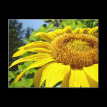 Text Sun