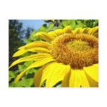 Sunflower postcards Customize text Sun Flowers