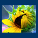 Sunflower posters