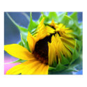Sunflower posters by SusanJane1207 Sunflower posters