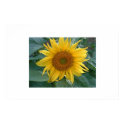 Sunflower posters by ladyfirebird93 Sunflower posters