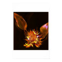 Sunflower posters by apresimage Sunflower posters