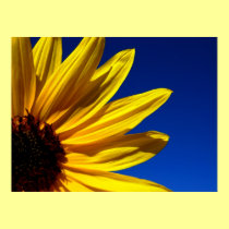 Sunflower Poster posters