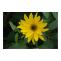 Sunflower posters by novaideo Sunflower posters