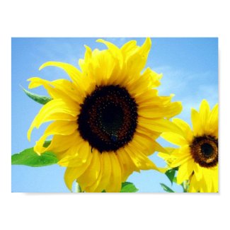 Sunflower print