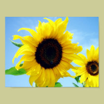 Sunflower posters