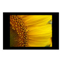 Sunflower posters by Mrs_Miggins Sunflower posters