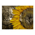sunflower posters by punkiebunnies sunflower posters