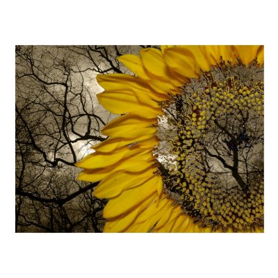 sunflower print by punkiebunnies