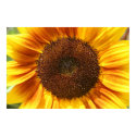 Sunflower posters