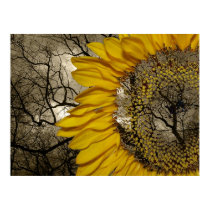 sunflower posters
