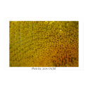 Sunflower posters
