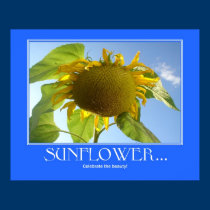 Sunflower Poster posters by rgtmum Sunflower Poster posters