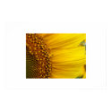 Sunflower posters by Mrs_Miggins Sunflower posters