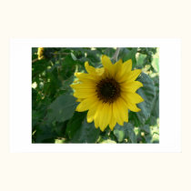 Sunflower. posters by Acorns_tree Sunflower. posters