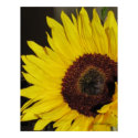 Sunflower Poster print