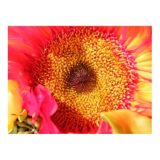 Sunflower Poster print