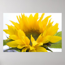Sunflower Posters