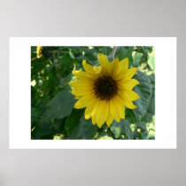 Sunflower. posters