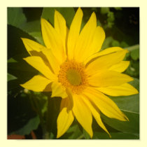 Sunflower posters