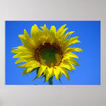 Sunflower Posters
