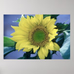Sunflower Poster