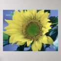 Sunflower posters