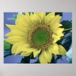 Sunflower Print